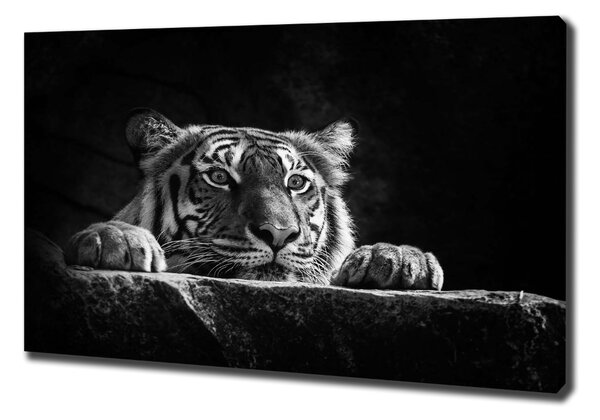 Vászonkép Tigris