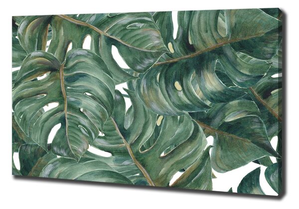 Egyedi vászonkép Monstera