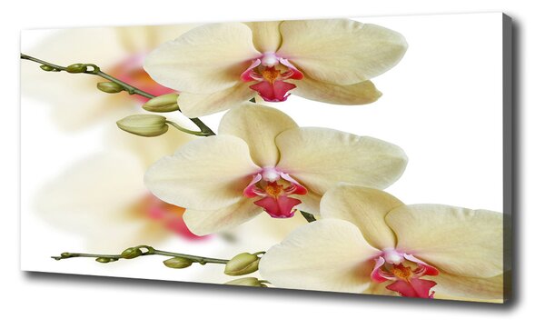 Vászonkép nyomtatás Orchidea