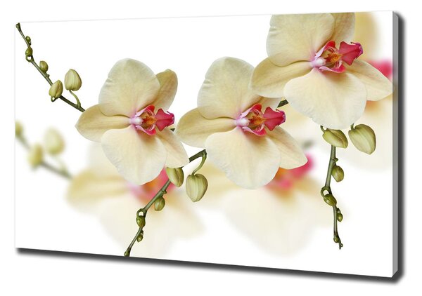 Vászonkép nyomtatás Orchidea