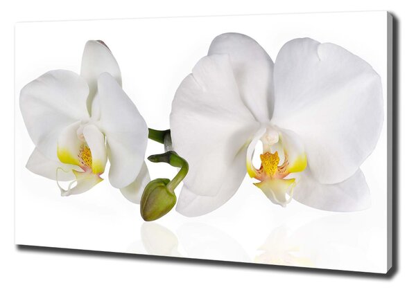 Vászonkép nyomtatás Orchidea