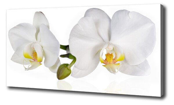 Vászonkép nyomtatás Orchidea