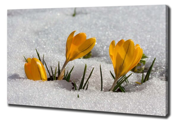 Vászonkép nyomtatás Crocus a hóban