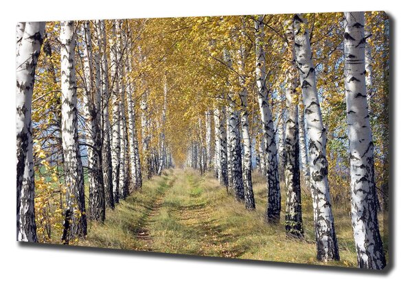 Feszített vászonkép Birches ősszel