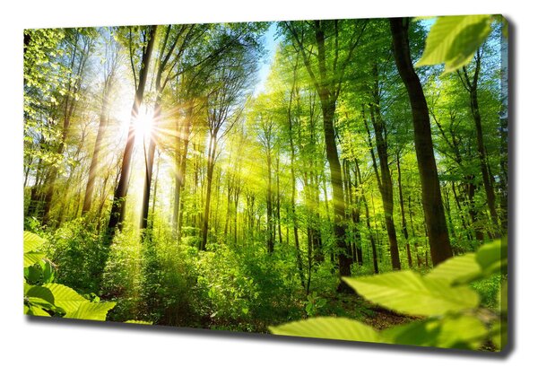 Feszített vászonkép Forest a nap