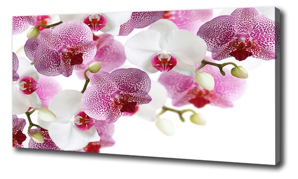 Vászonkép nyomtatás Orchidea