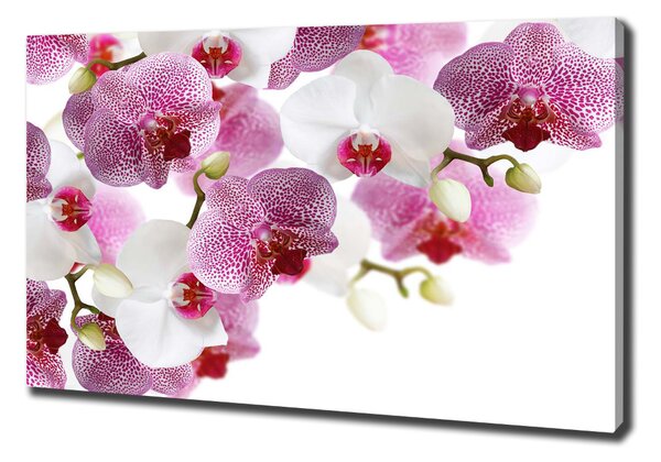Vászonkép nyomtatás Orchidea