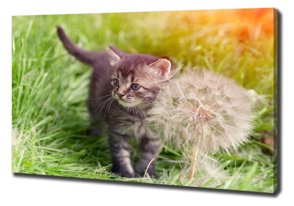Vászonkép Kitten pitypang