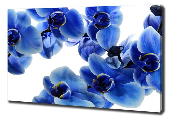 Vászonkép nyomtatás Kék orchidea