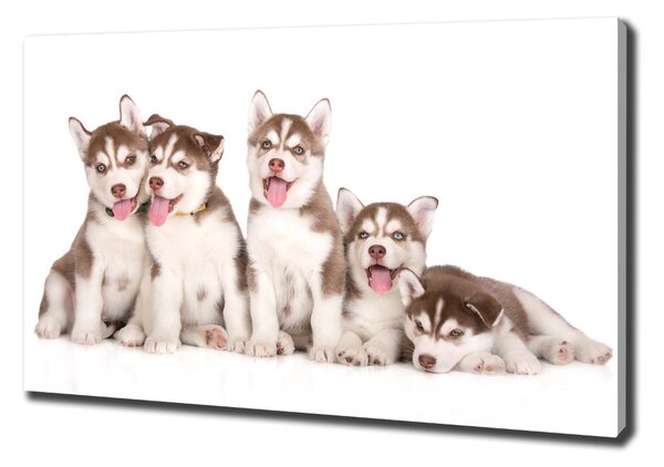 Vászonkép Husky kiskutyák