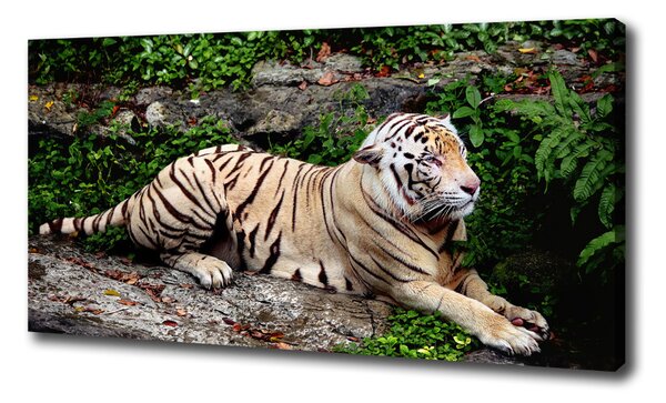 Vászonkép Tiger a rock