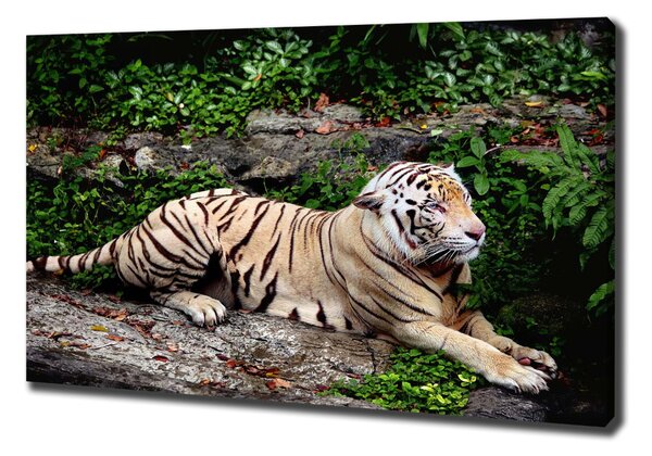 Vászonkép Tiger a rock