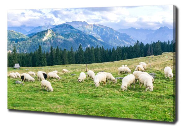 Feszített vászonkép Sheep a tátrában