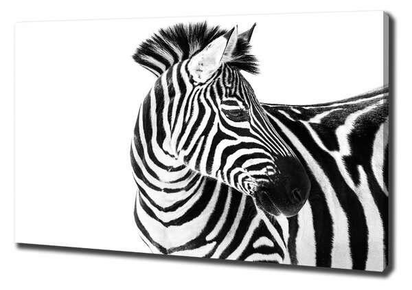 Vászonkép Zebra hó