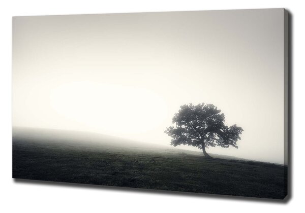 Feszített vászonkép Lone tree