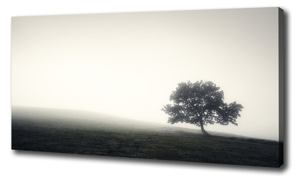 Feszített vászonkép Lone tree