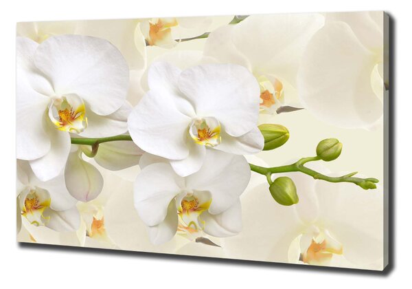 Vászonkép nyomtatás Orchidea