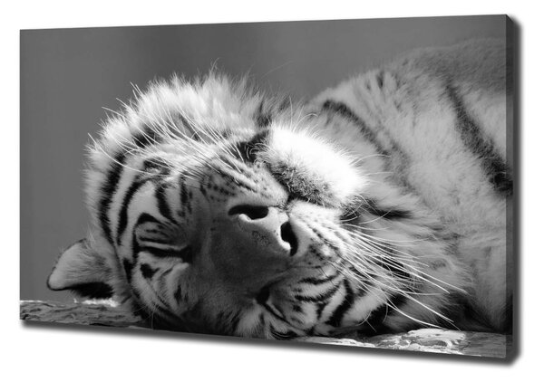 Vászonkép Alvó tigris