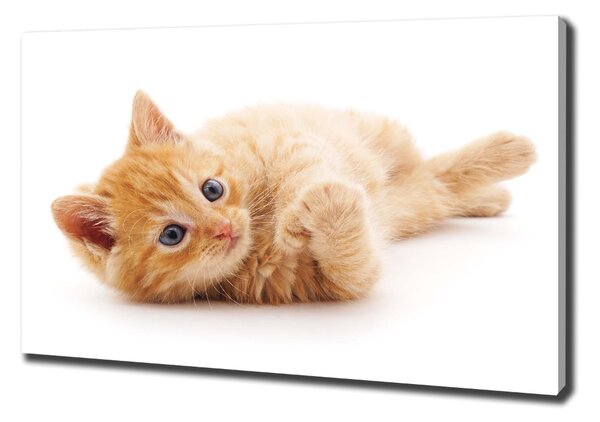 Vászonkép Red cat