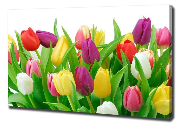 Vászonkép nyomtatás Színes tulipán