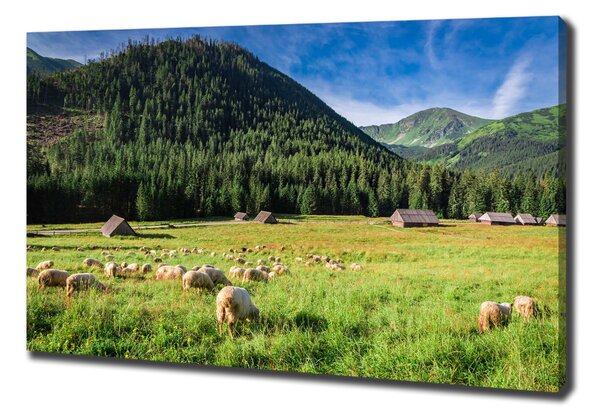 Feszített vászonkép Sheep a tátrában