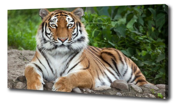 Vászonkép Szibériai tigris