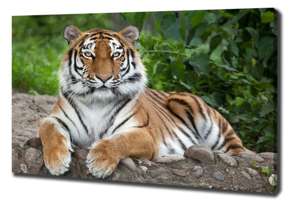 Vászonkép Szibériai tigris