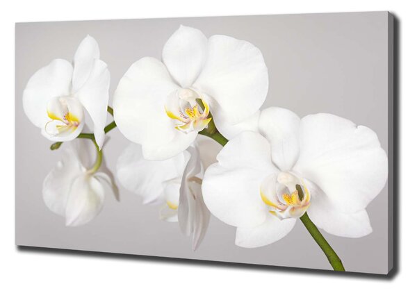 Vászonkép nyomtatás Orchidea