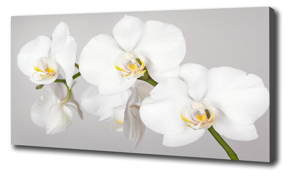 Vászonkép nyomtatás Orchidea