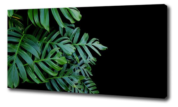 Vászonkép nyomtatás Monstera
