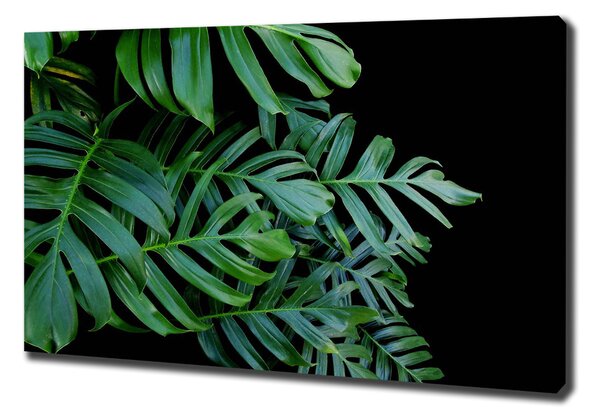 Vászonkép nyomtatás Monstera
