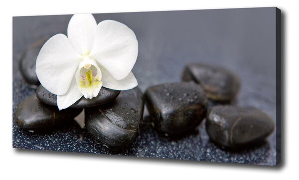 Vászonkép nyomtatás Orchidea