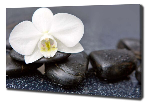 Vászonkép nyomtatás Orchidea