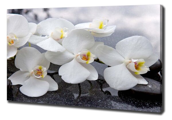 Vászonkép nyomtatás Orchidea