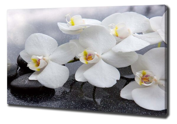 Vászonkép nyomtatás Orchidea