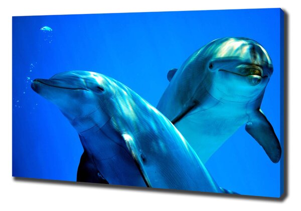 Vászonkép Két delfin