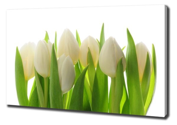 Vászonkép nyomtatás Tulipán