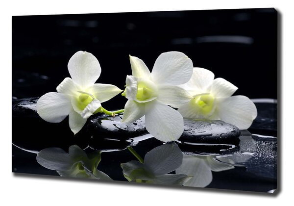 Vászonkép nyomtatás Orchidea