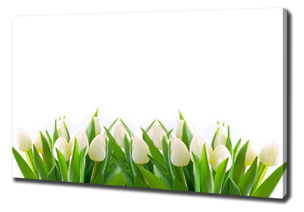 Vászonkép nyomtatás Fehér tulipán
