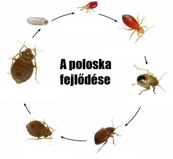 Czingerhome GREENFIRST® Anti Bed Bug - Matrachuzat cipzáras, levehető (ágyi poloska ellen)