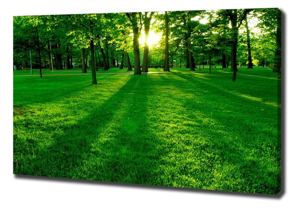 Vászon nyomtatás A fű a parkban
