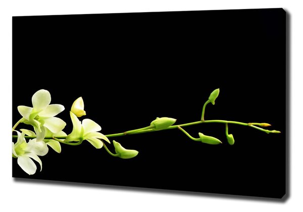 Vászonkép nyomtatás Orchidea