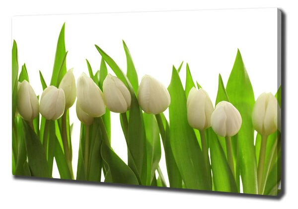 Vászonkép nyomtatás Fehér tulipán