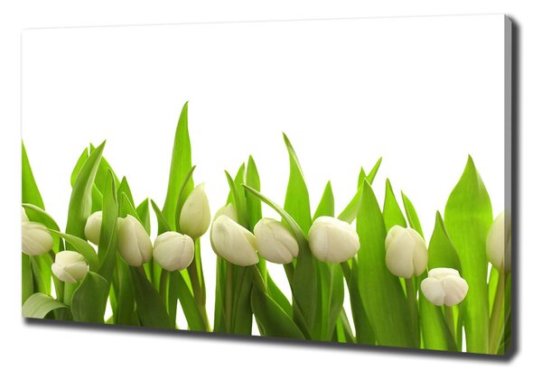 Vászonkép nyomtatás Fehér tulipán