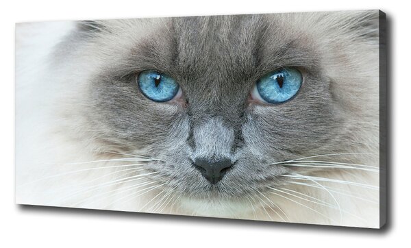 Vászonkép Cat kék szem