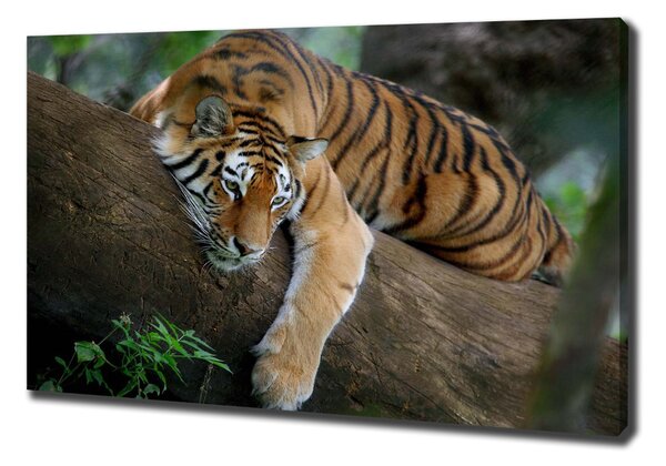 Vászonkép Tiger a fán