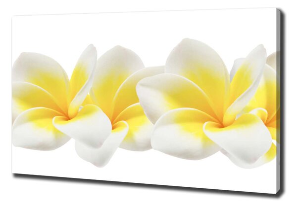 Vászonkép nyomtatás Plumeria