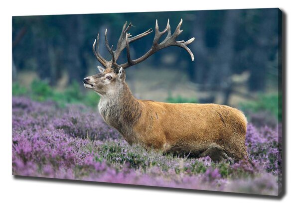 Vászonkép Deer levendula
