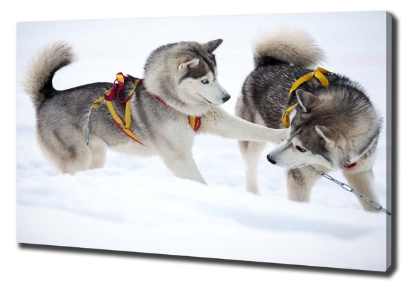 Vászonkép Husky tél