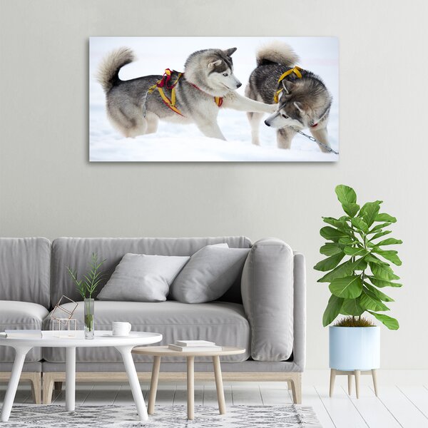 Vászonkép Husky tél